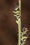 Barratt's sedge